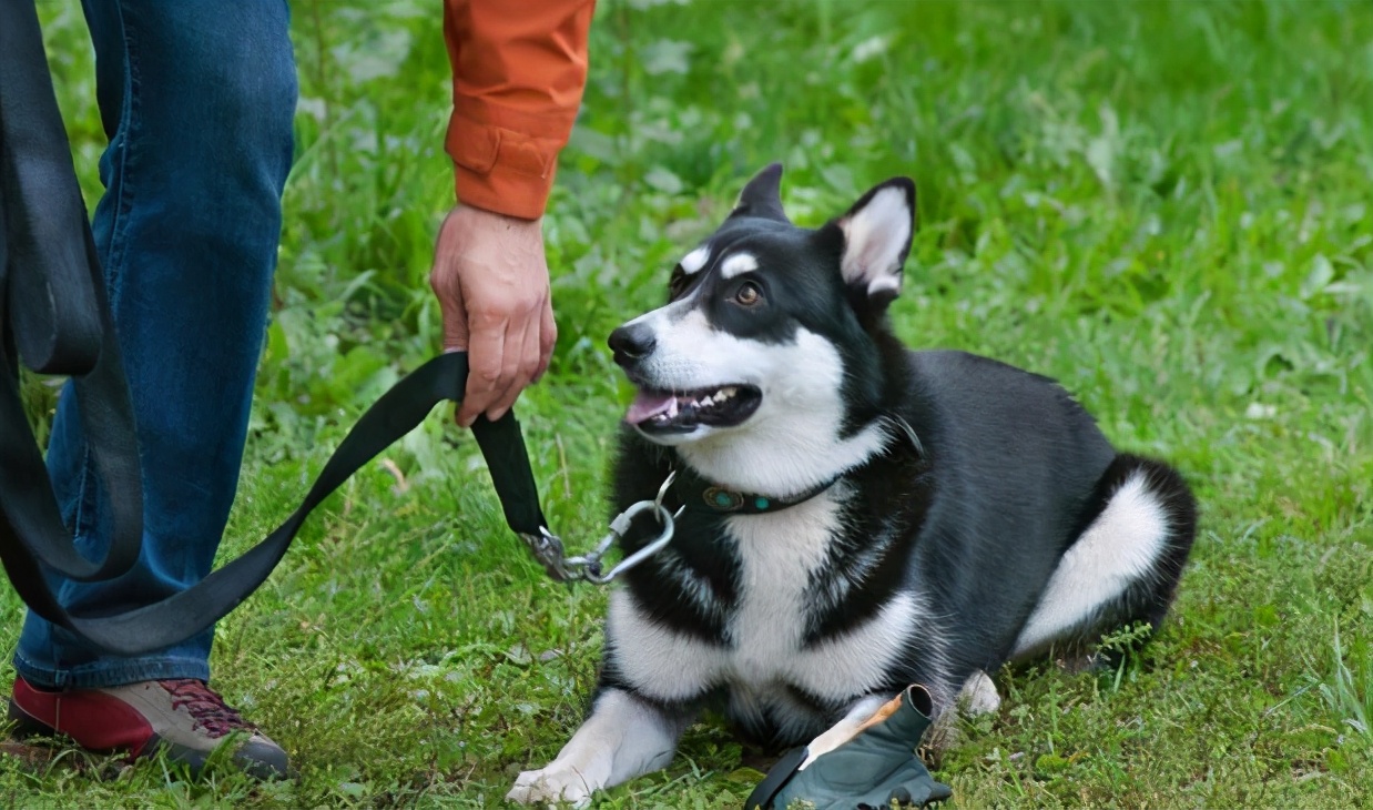 哈士奇的正确养法,正确养哈士奇的方法