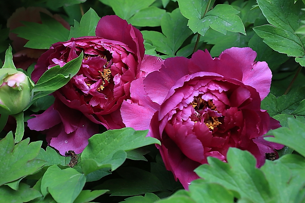 洛阳牡丹；青山吹奏-《谁不说俺家乡好》半音阶口琴演奏