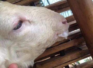 羊冬天感冒怎么治,羊只有在春冬两季需要预防感冒吗