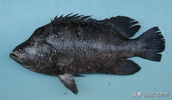 胶东渔民的最爱:加吉头、鲅鱼尾、刀鱼肚子、唇唇嘴