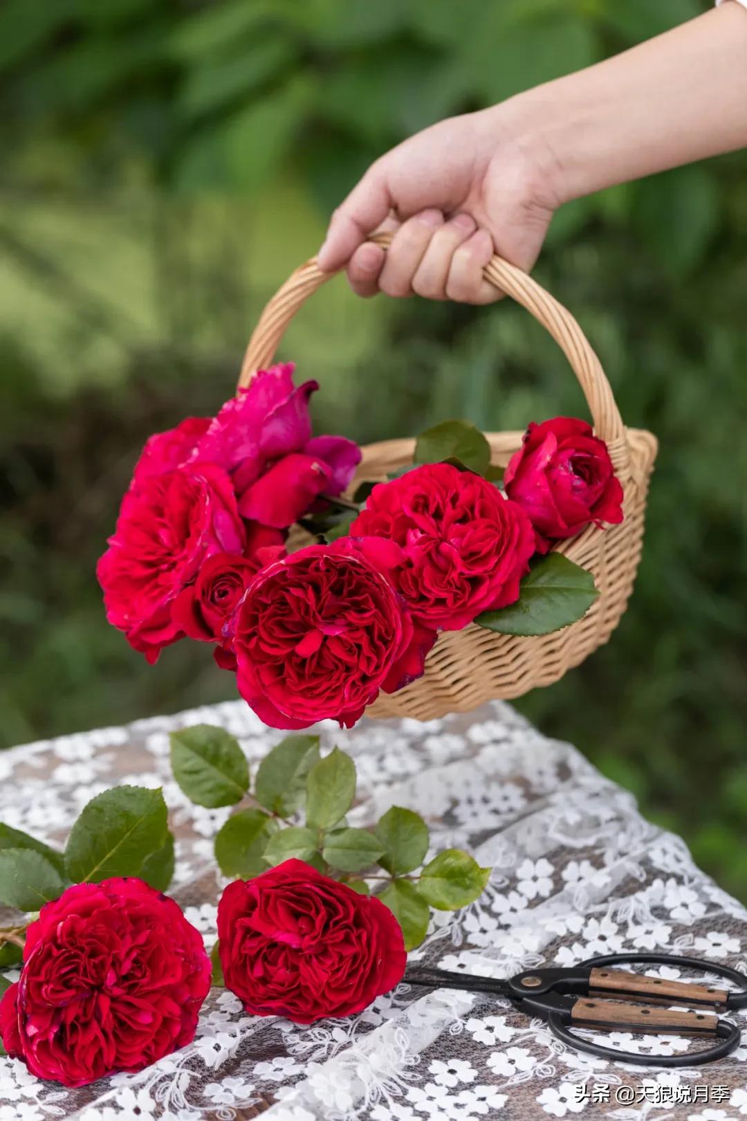 康康最厉害的时刻,康康高光合集