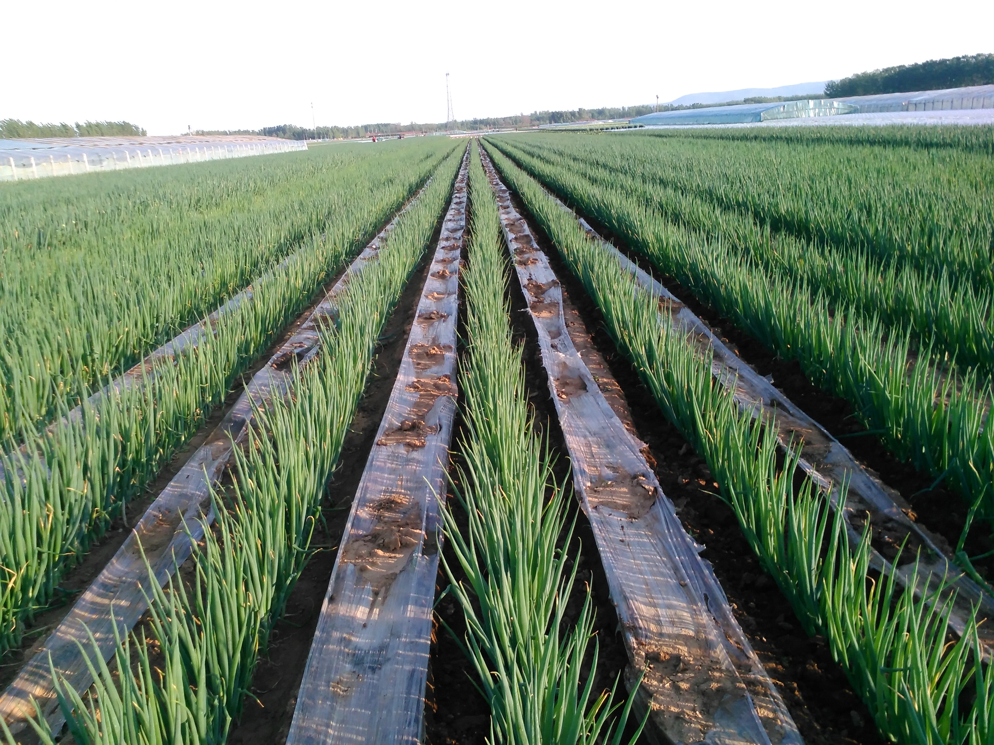 葱的病害及防治,葱根生虫怎么防治