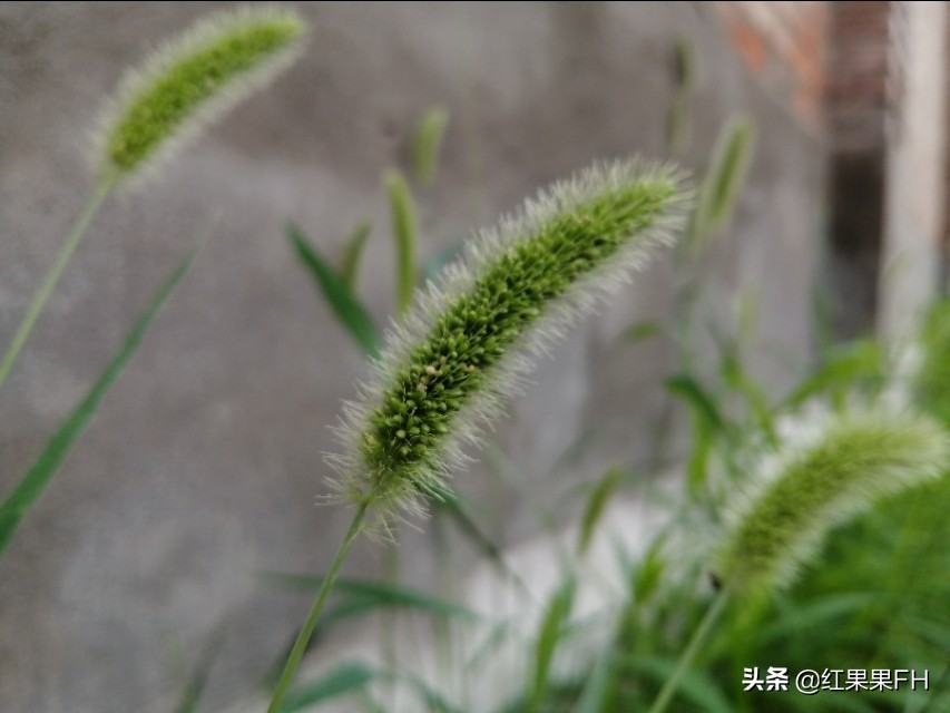 狗尾巴草也有它独特的美,曾经不起眼的狗尾巴草