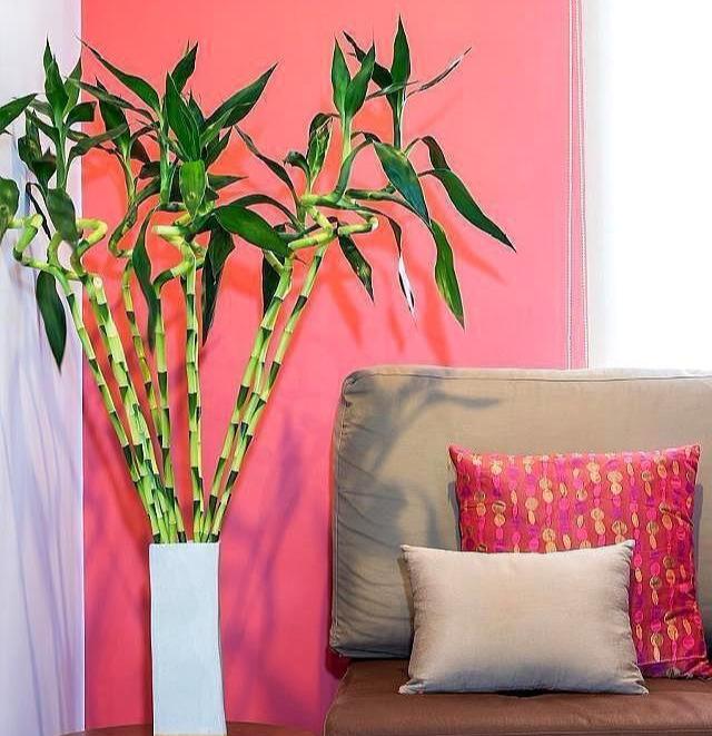 养上这4种招财富贵花,6种富贵盆栽