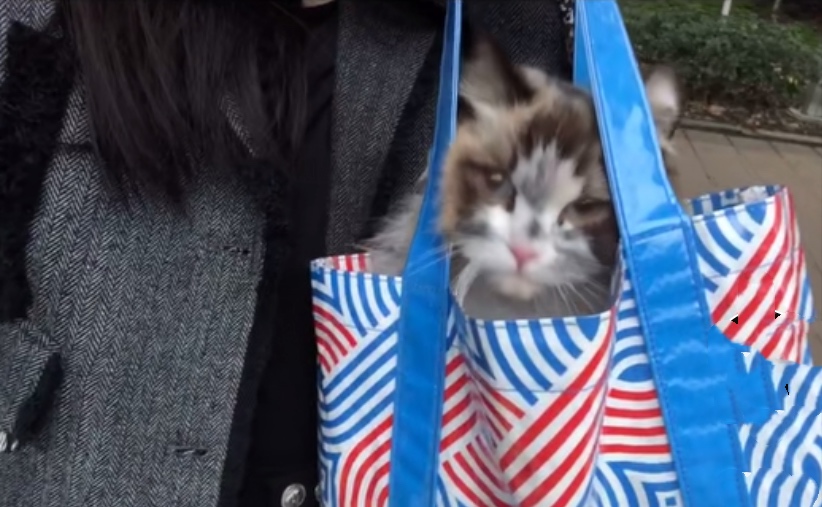 下水道里的猫,向好心人招手,从此改变了猫生