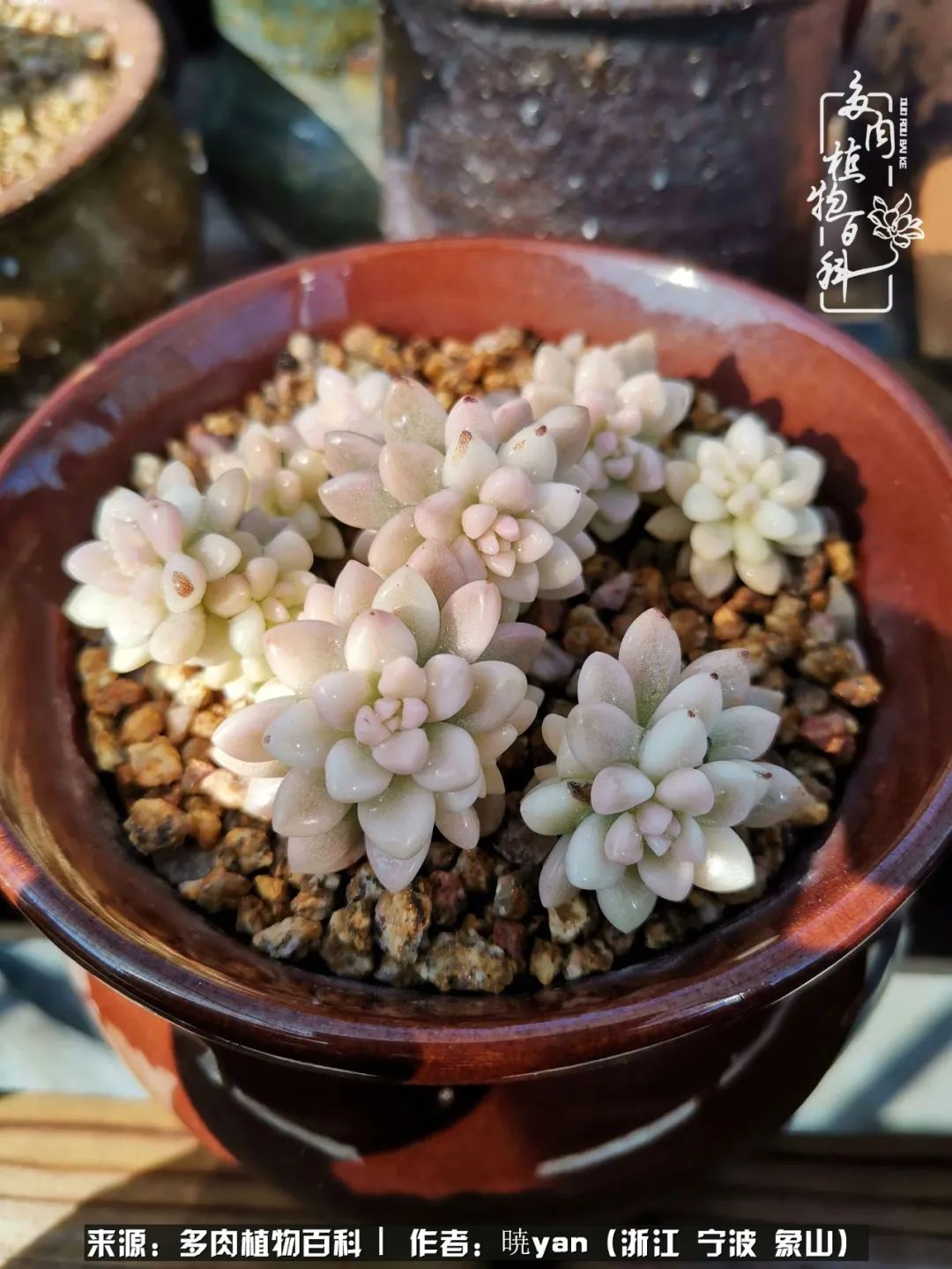 多肉初级入坑者,入坑多肉