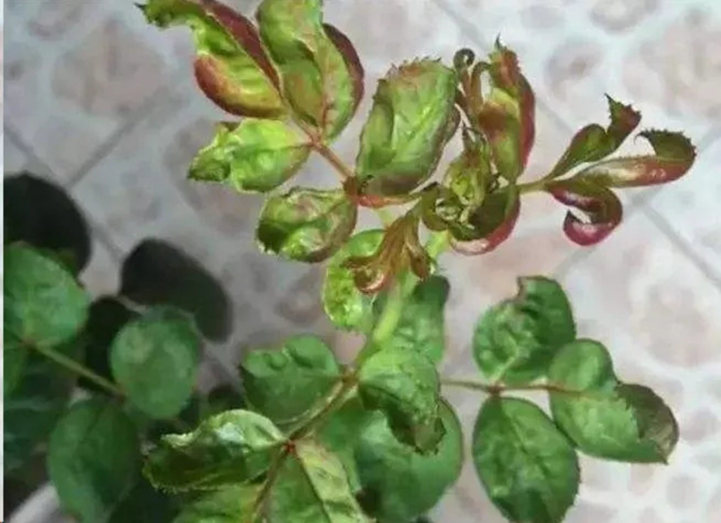 植物卷叶泛黄是什么原因,植物叶子卷曲畸形怎么解决