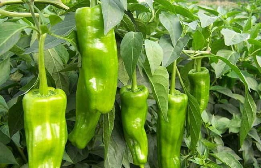 夏季大棚辣椒种植的方法与技术,温室辣椒高产高效施肥技术