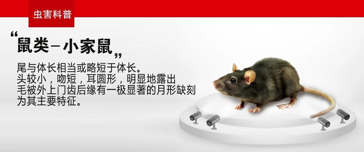 常见的鼠类防治设施包括,鼠类防治的方法