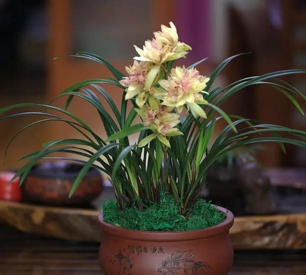 最好养的兰花品种排行榜,奇香兰花品种