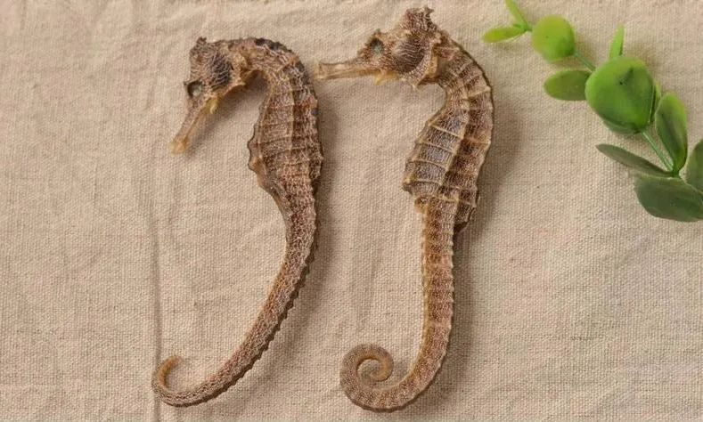 砗磲被哪些国家列为保护动物,砗磲象牙犀牛角