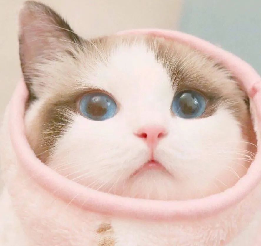 猫咪眼球震颤摇头,猫宫庄园