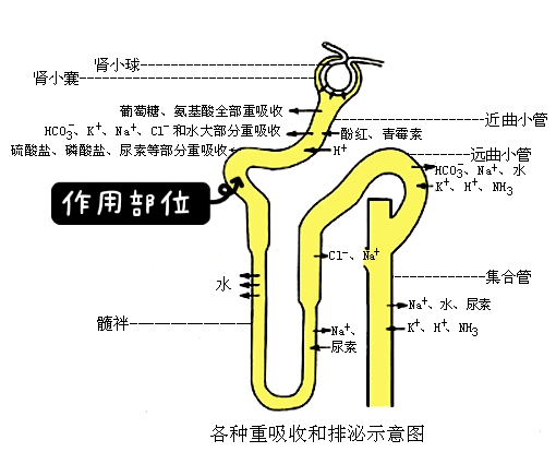 苯溴马隆:尿酸偏高看我的