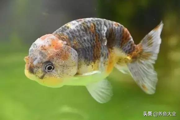 养鱼大神都养什么鱼,鱼缸养鱼都有哪些鱼