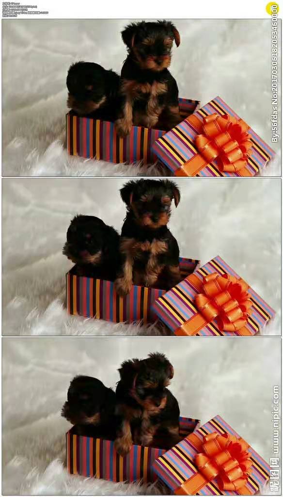 最浪漫的礼物美文,美文欣赏精选文章