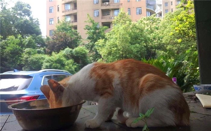 揭露所谓流浪猫的真相,辟谣流浪猫帮助警察破案