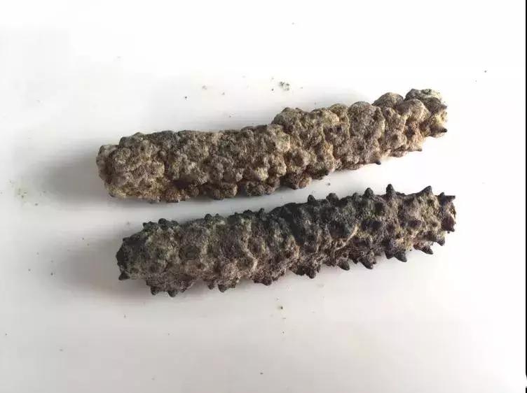 海参物种科普,海参100种图片