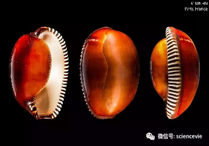 世界上最珍稀的50种贝壳,世界上最贵的贝壳排行榜