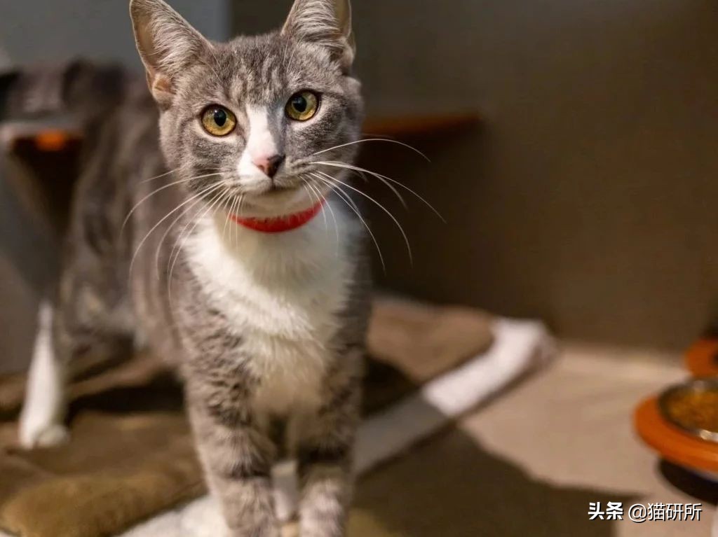 怎样对猫咪猫咪才不会害怕人,猫咪害怕怎么让它有安全感