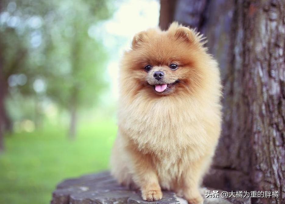 博美为啥脾气暴躁爱咬人,博美性格暴躁吗