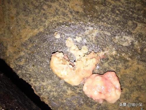 母猪流脓的症状,母猪流脓怎么处理