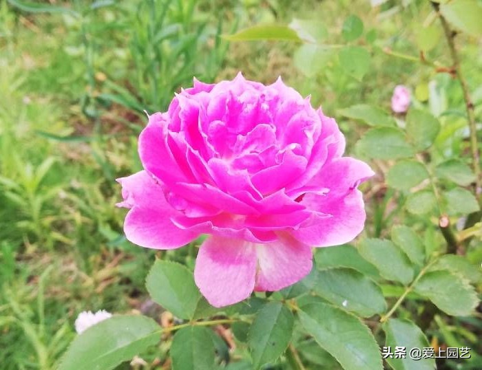 好看好养有甜香的月季,好看好养的月季花品种