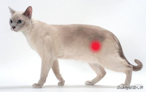 猫咪膀胱炎什么原因引起的,猫咪膀胱炎是怎么引起的