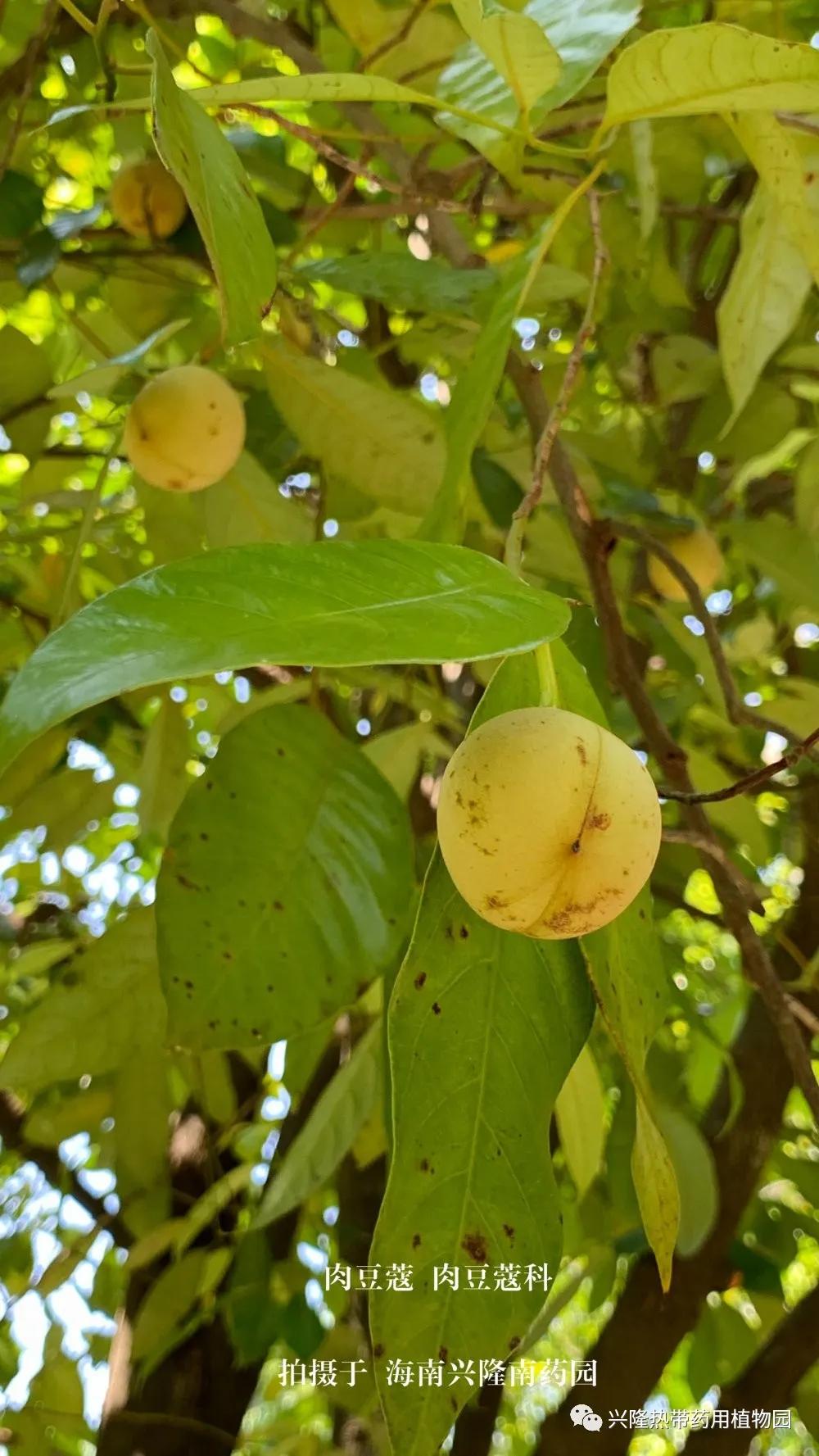 南药科普视频,南药科普