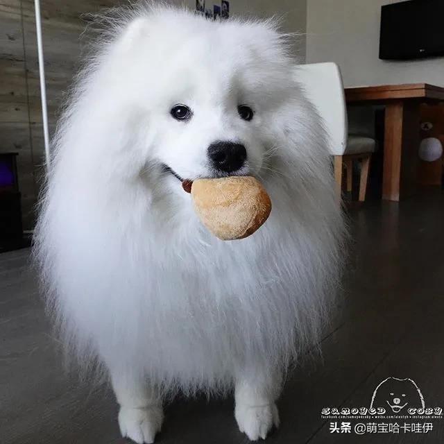 萨摩耶和柯基谁长得大,萨摩耶和柯基哪个长得大