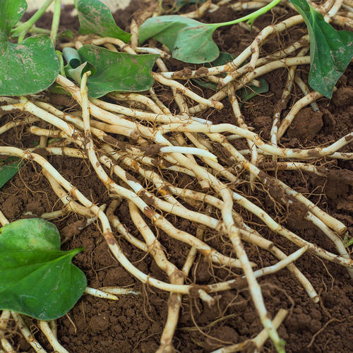 折耳根怎样种植才能高产,折耳根的种植方法和时间和技巧
