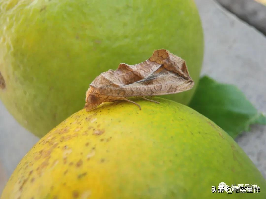 元月份柑桔管理技术,3月份柑桔管理技术