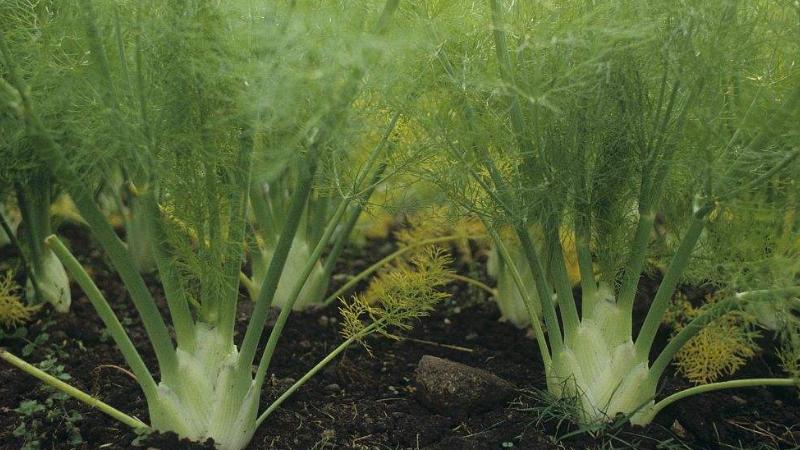 茴香怎么种植小技巧图解,怎么种植小茴香有什么注意事项