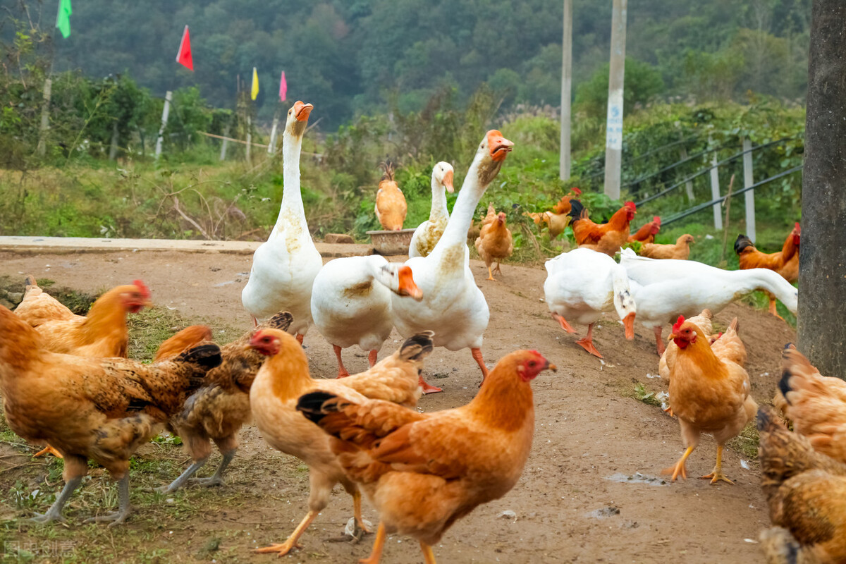 维生素c喂鸡早上还是晚上好,小鸡维生素c