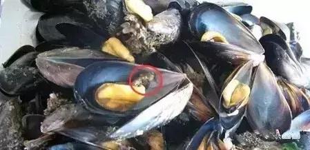 海鲜不能吃的部位,科普海鲜哪个地方不能吃