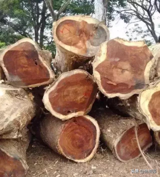 “高贵而奇异”,100多年方能成材的金*欢合**木是怎样一种存在?