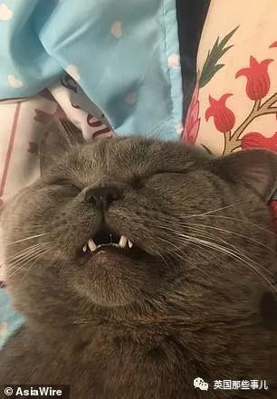 一晚啪了5只喵,累到在医院打点滴,这中国喵把英国人看傻了
