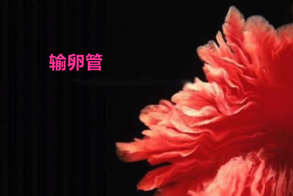 摄影师记录妻子怀孕纪录片,胎儿高清摄影