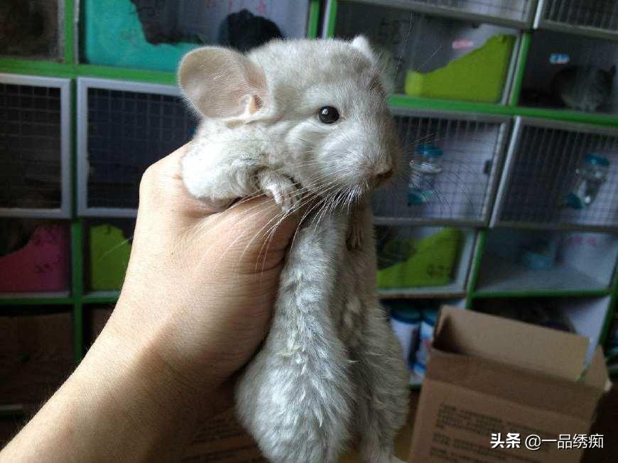 龙猫剪牙注意什么,第一次养龙猫选什么品种