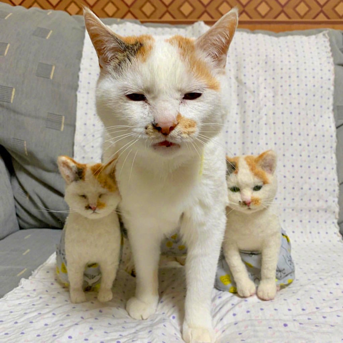 铲屎官救助流浪猫,铲屎官与流浪猫猫的日常