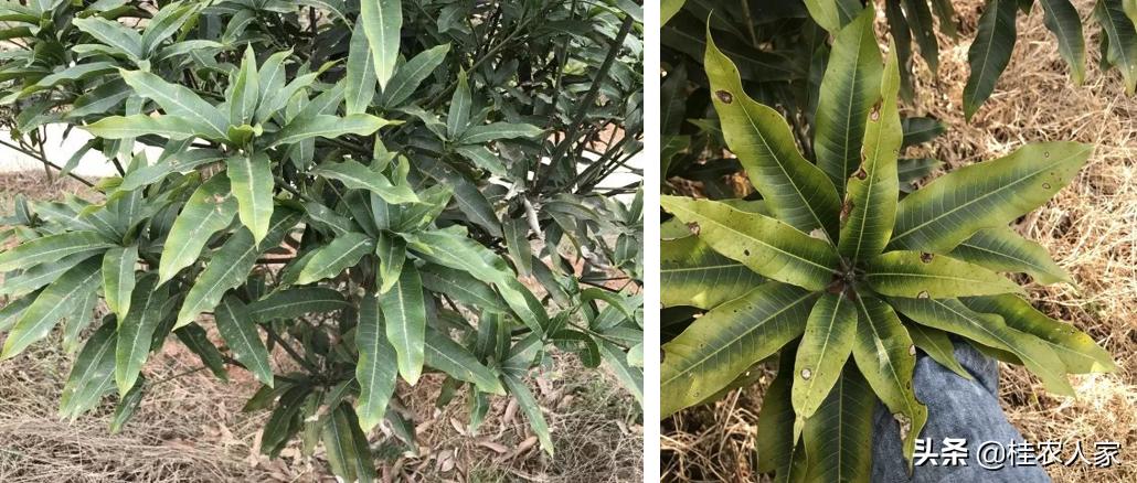 为了解决种植芒果朋友遇上的难题,马上做出芒果病害解决方案