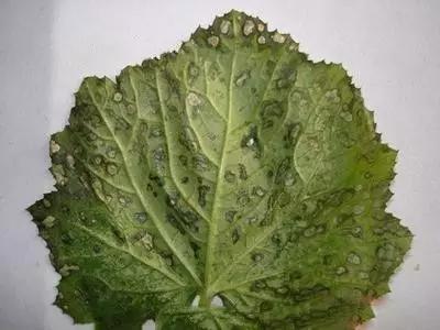 菜瓜的病害图片,南瓜常见病的管理和预防