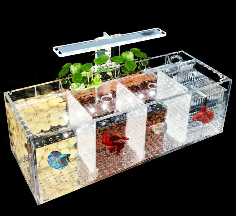 想养鱼但是不想买鱼缸,想养鱼但是不想换水