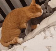 最近很火的一只猫的表情包,用了仓鼠猫表情包的人