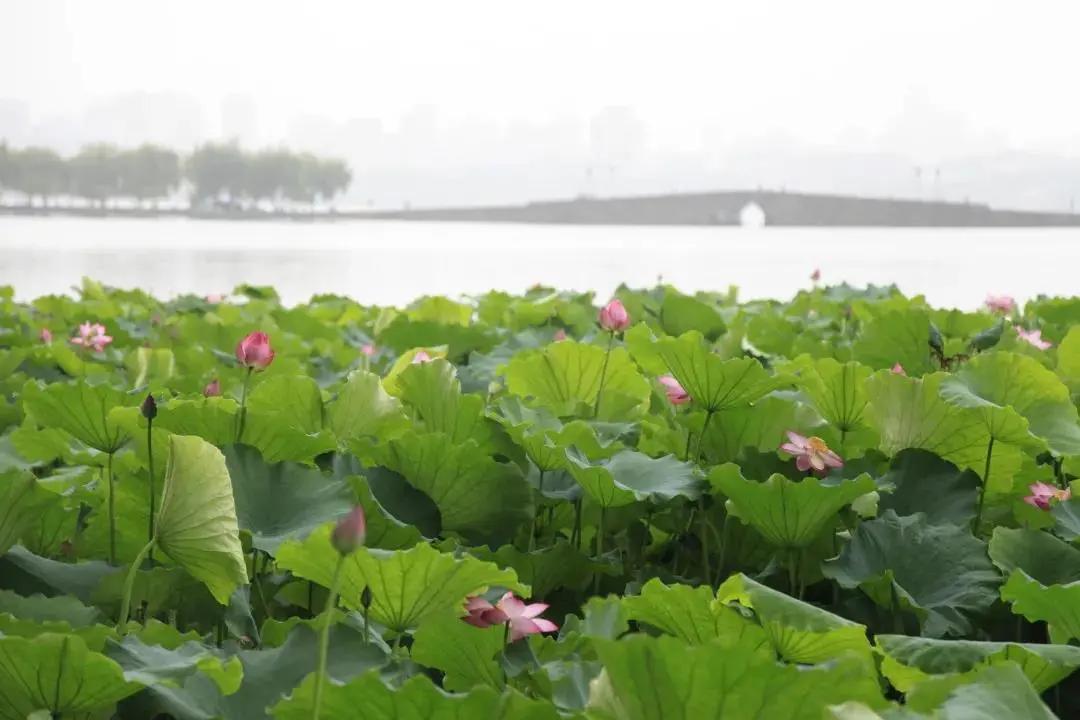 唱着古诗去旅行游遍中华好河山,走入古诗词走遍祖国大好河山