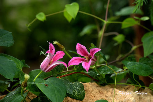 中华人民共和国野生植物保护名录,濒危保护植物名录药用植物多少种
