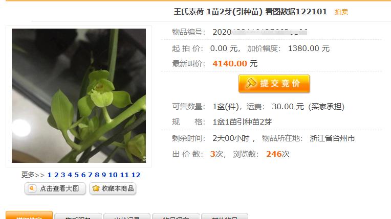 兰花国荷和王氏素荷哪个好,粉荷素兰花多少钱一苗