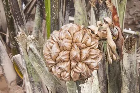 东南亚9大奇葩水果，第3个在中国是爆款！