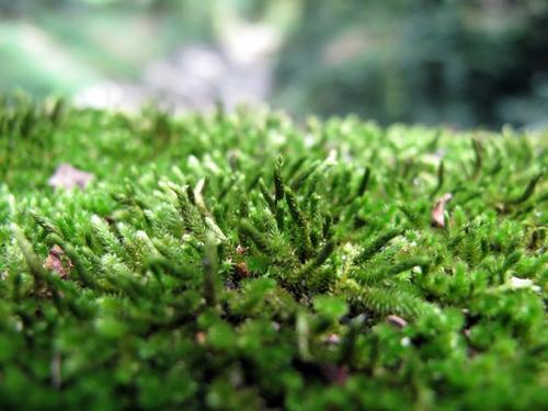 1月至12月生日花的花语,什么花语是祝福生日快乐的花