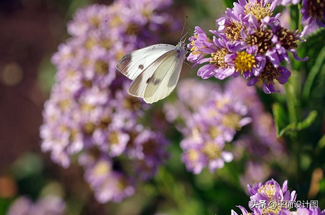 宾得的十大著名镜头16-50,宾得k5最值得推荐的镜头
