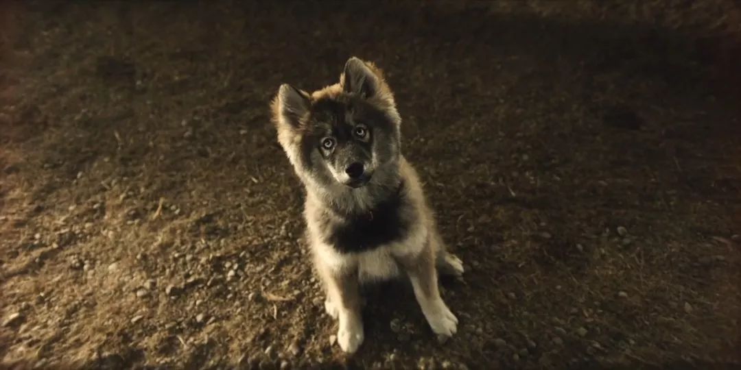 可怕的恶犬电影,伤害小狗电影